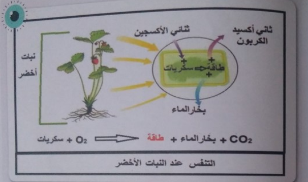 الدرس رسم تحصيلي للتحصل على الطاقة عند النبات الأخضر