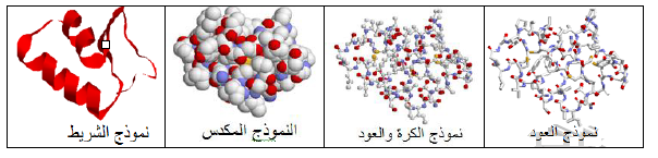 الملخص تمثيل البنية الفراغية للبروتين